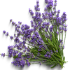 Lavande